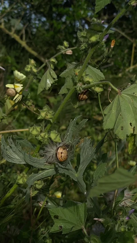 Snail Stock Footage 333581180