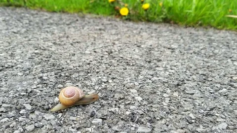 Snail On Footpath Video stock 75117412