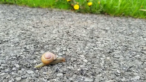 Snail On Footpath Stock Footage 75119655
