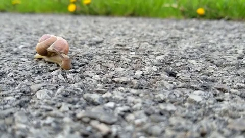 Snail On Footpath Stock Footage 75121165