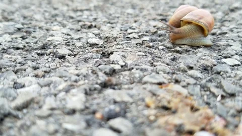 Snail On Footpath Stock Footage 75122885