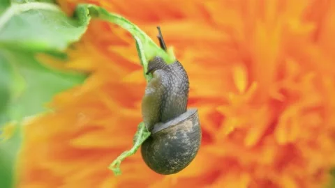 Snail foraging on green leaf Stock Footage 202522201