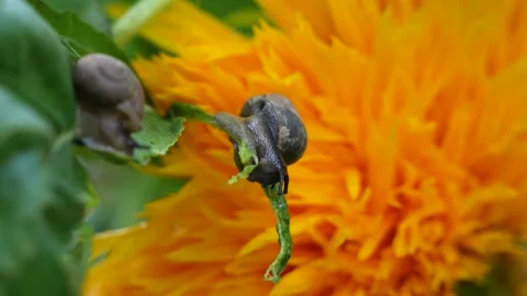 Snail foraging on green leaf Stock Footage 202526467