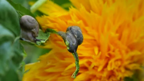 Snail foraging on green leaf Stock Footage 202535465
