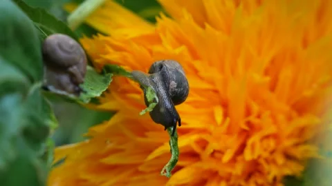 Snail foraging on green leaf Stock Footage 202537202