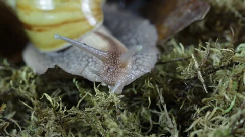 Snail in the forest creeps on moss Video stock 127707530