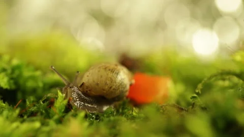 Snail in the forest 库存影片 87870725