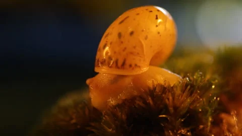 Snail in the forest Vidéo 91654321