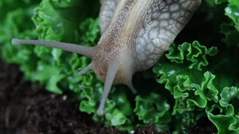 Snail in the forest Video stock 127707577