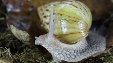 Snail in the forest 動画素材 128366010