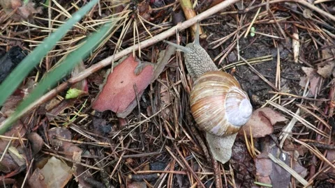 Snail in the Forest Stock Footage 130677439
