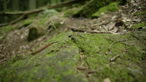 Snail in a Forest Video stock 171242737