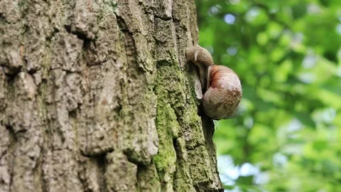 Snail in the forest Stock Footage 194268192