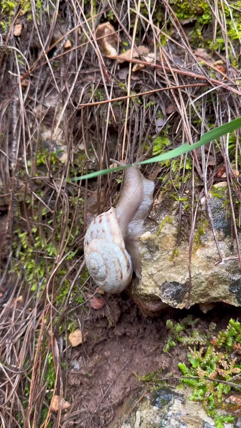 Snail in the forest Stock Footage 309847912