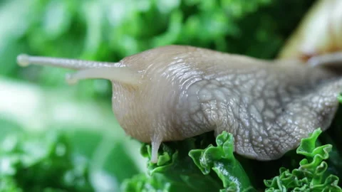 Snail in the forest, macro 库存影片 123412749