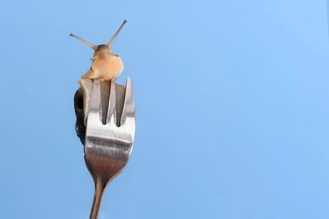 A snail on a fork. Copy space for text Stock Photos