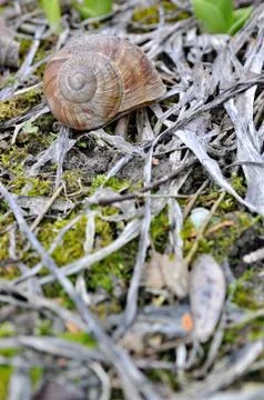 Snail in the forrest Photos