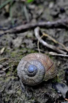 Snail in the forrest Stockfoto's