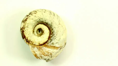 Snail fossil shell rotating Video stock 39296276