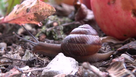 Snail found in my garden Stock Footage 239556550