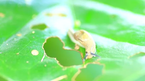 Snail on fresh leaf Stock Footage 87578263