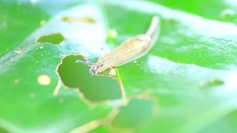 Snail on fresh leaf Stock Footage 87578311