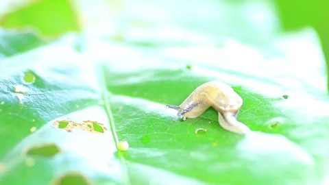 Snail on fresh leaf Stock Footage 87578314