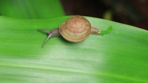 Snail on fresh leaf Stock Footage 87578350