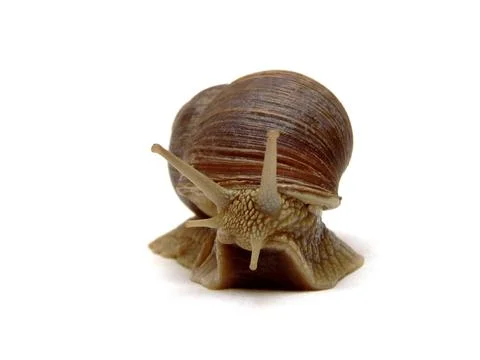 A snail in front of a Stock Photos