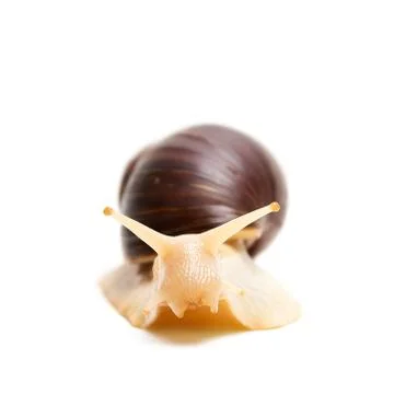 Snail, front view Stock Photos