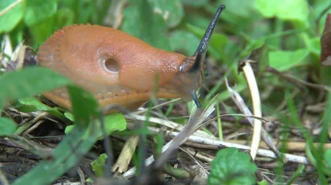 Snail front.mp4 Vídeo Stock 27878908