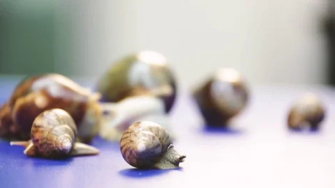 Snail fullfocus Stock Footage 83450492
