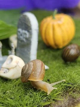Snail in a fun Halloween setting Stock Photos