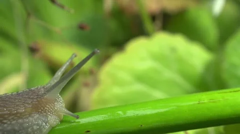 Snail in Garden Stock Footage 49825132