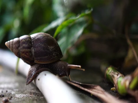 Snail in garden Stock Footage 75979904