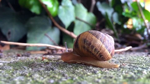 Snail in the garden Vídeo Stock 84806741