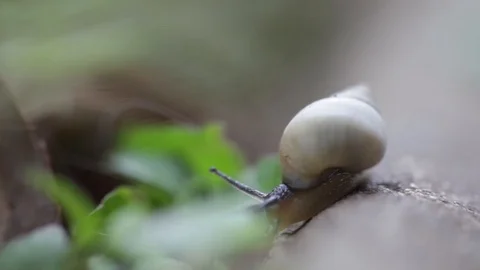 Snail in the garden 스톡 동영상 104560905