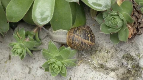 Snail in a garden Video stock 143773519