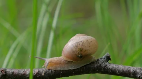 Snail in the garden on the grass Video stock 51454509