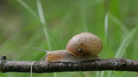 Snail in the garden on the grass 스톡 동영상 51454913