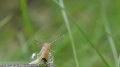 Snail in the garden on the grass Stock Footage 51455000