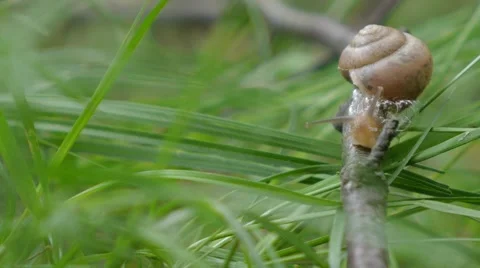 Snail in the garden on the grass 스톡 동영상 51455057