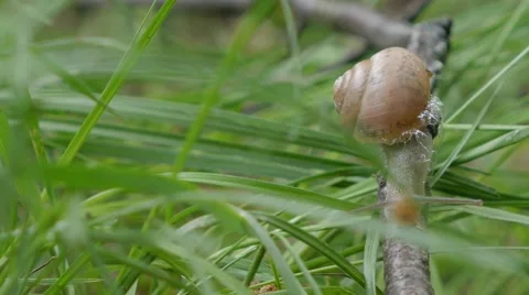 Snail in the garden on the grass 스톡 동영상 51455217