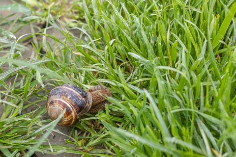 Snail in the garden on the grass Stock Photos