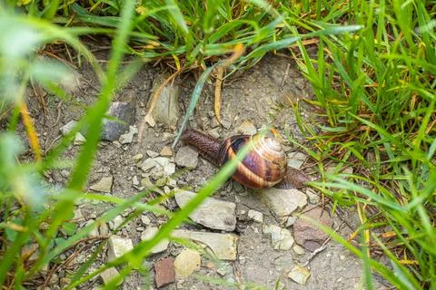 Snail in the garden on the grass Stock Photos