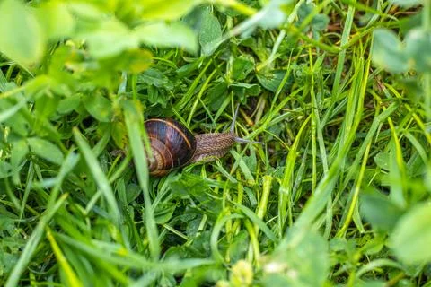 Snail in the garden on the grass Stock Photos