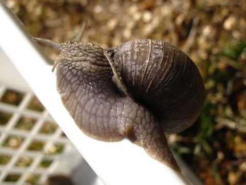 Snail in the garden Foto stock