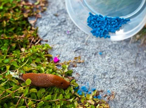 Snail in the garden Stock Photos