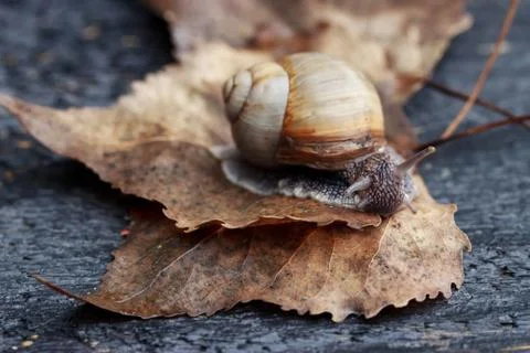 Snail in the garden Фото