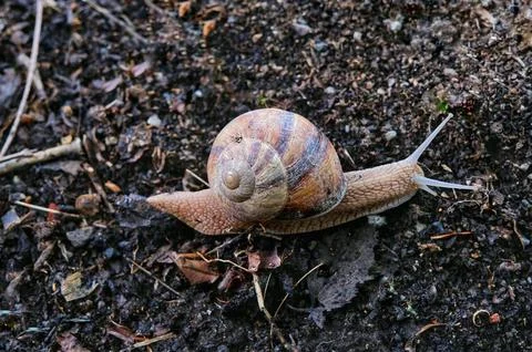 Snail in the garden. Stock Photos